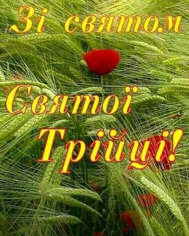 Зі святом Святої Трійці! Поле з пшеницею та червоними маками.